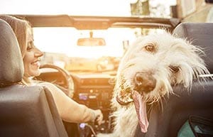 dog-appreciates-chula-vista-mobile-mechanic Dog appreciates las chula-vista mobile mechanics